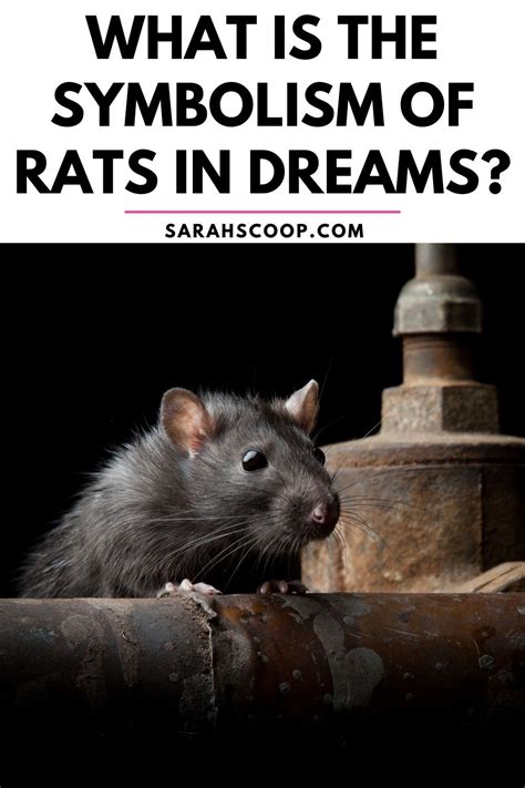 Symbol of Intrigue: Deciphering the Enigma of Rats in Dreams