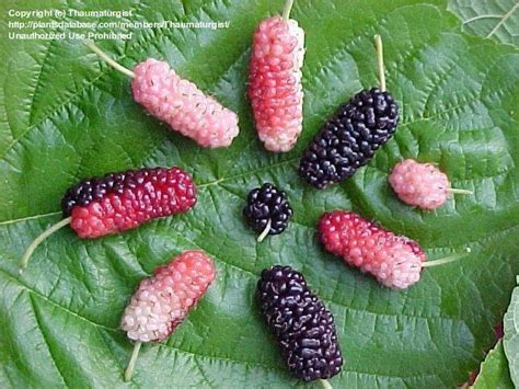 Symbolic Associations of Ripe Mulberries in Different Societies