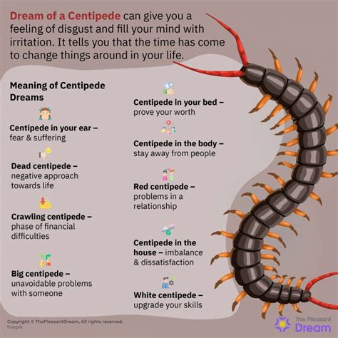 Symbolism of Centipedes in Dreams