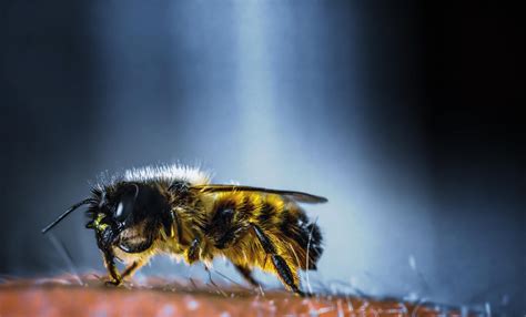 Symbolism of Dreaming About a Bumblebee Sting