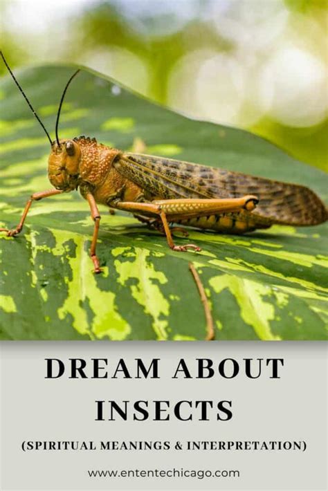 Symbolism of Insects in Dreams