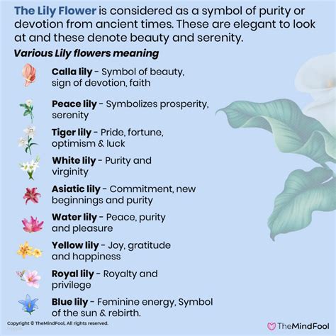 Symbolism of Lilies in Dreams