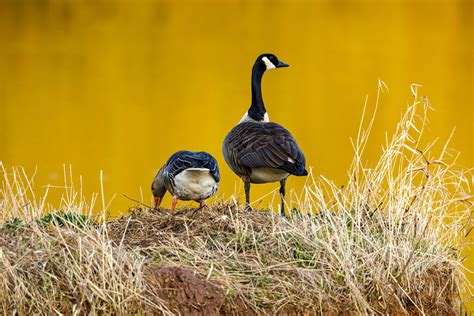 Symbolism of a Goose in Dreams: What Does it Signify?