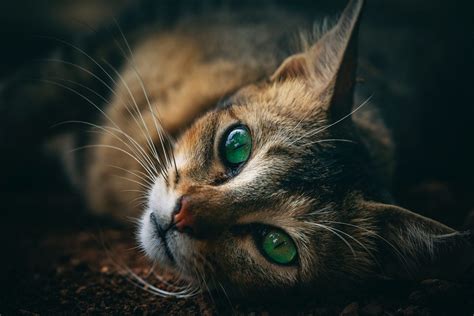 Symbolism of a Green Cat in Dreams: Exploring the Interpretation