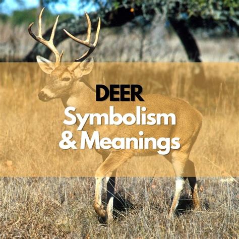 Symbolism of the Deer's Behavior