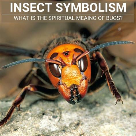 Symbolism of the Enormous Insect: Decoding its Significance