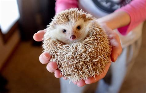 Taking Care of a Hedgehog as a Companion