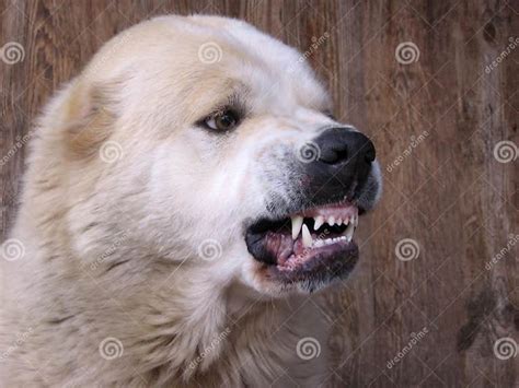 Teeth Bared and Growls Ready: The Dog's Aggressive Approach