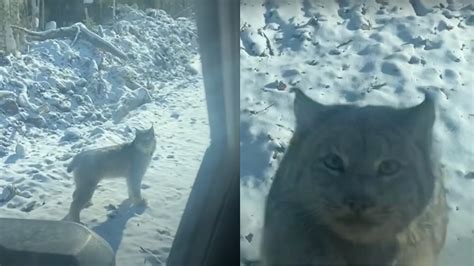 Terror Overcomes Innocence: The Horrifying Attack on a Young One by an Enraged Lynx