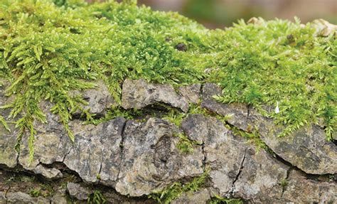 The Adaptive Nature and Simplicity in Maintaining Gardens of Lush Bryophytes