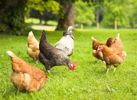 The Advantages of Backyard Poultry Farming