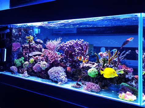 The Advantages of Crystal-clear Aquariums for Optimal Fish Well-being