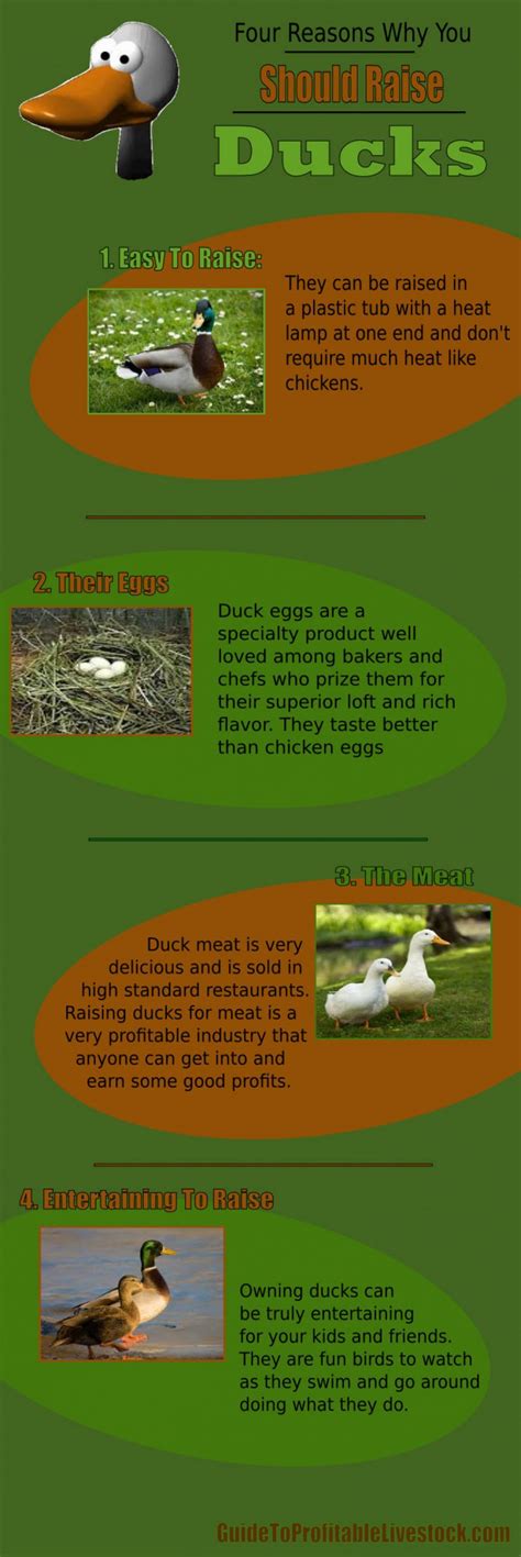 The Advantages of Owning a Duck as a Companion Animal