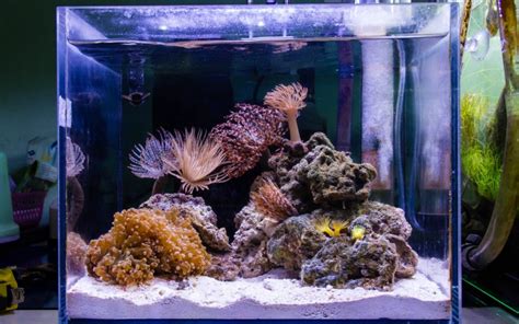 The Advantages of Owning an Aquarium in Your Home