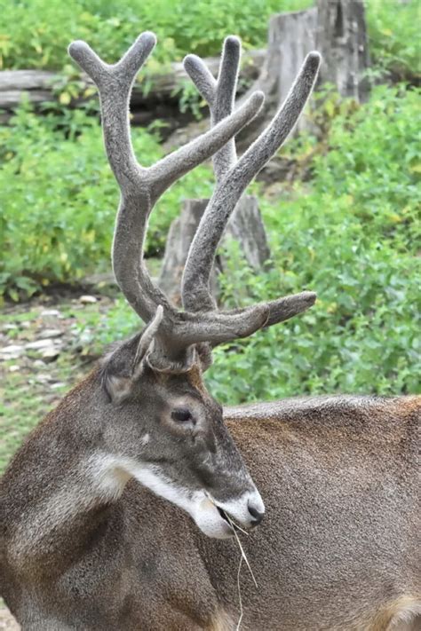 The Advantages of lacking Horns in the Natural Habitat for America's Largest Deer Species