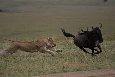 The Aftermath: What Occurs When a Lion Captures Its Prey