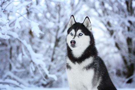 The Allure of Huskies: A Window to Serenity