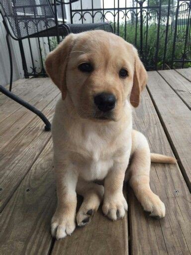 The Alluring Charm: Why Labrador Puppies Steal Our Hearts