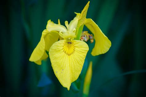 The Alluring Charm of Irises: Exploring Their Enchanting Fascination