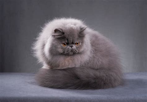 The Alluring Elegance of Persian Felines