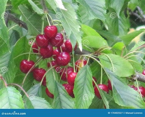 The Alluring Significance of Cherries: Intense Longings and Exquisite Cravings in Dreamscapes