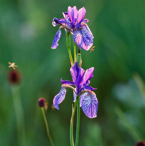 The Amazing Diversity of Iris Species: Exploring the Spectrum of Colors and Multitude of Shapes