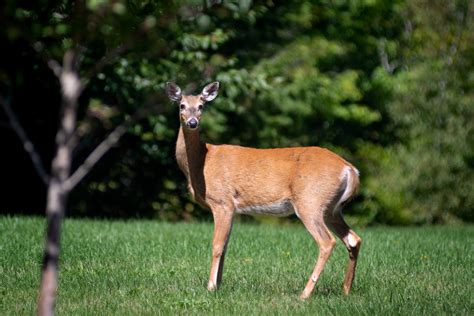 The Antler Debate: Do Antlerless Deer Have an Advantage?