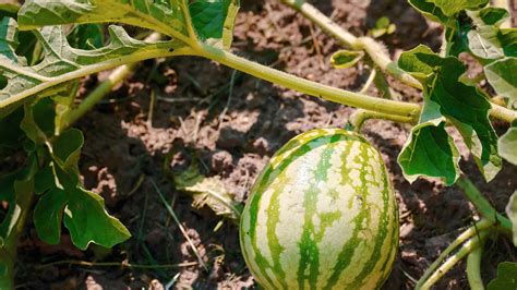 The Art of Cultivating and Selecting the Perfect Succulent Watermelon