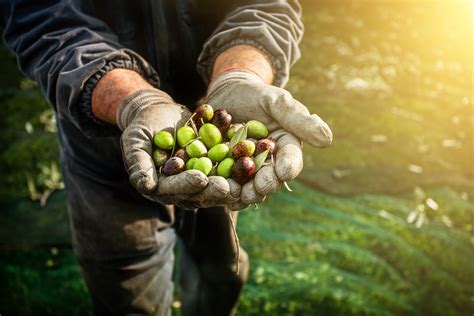 The Art of Harvesting and Processing Olive Fruits