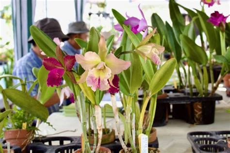 The Art of Orchid Hybridization: Cultivating New Varieties