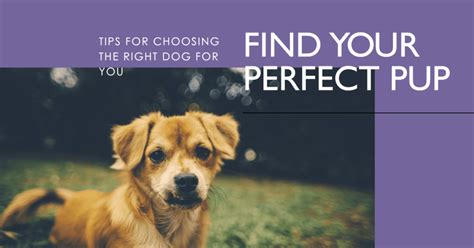 The Art of Selection: Finding the Perfect Dog for You