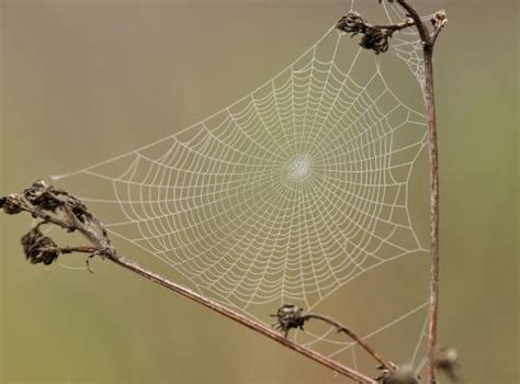 The Artistry of Spiderwebs: Architectural Marvels of the Natural World