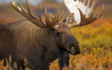 The Astonishing Absence of Antlers in the Moose Population