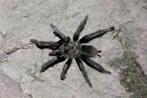 The Astonishing Arrival of a Magnificent Ebony Arachnid