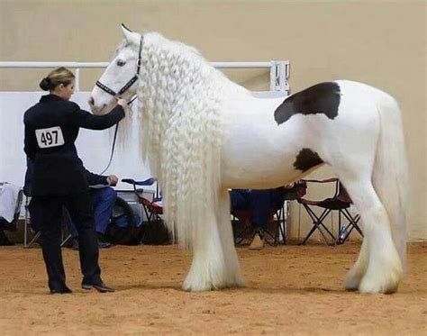 The Astonishing Beauty of the Young Horse