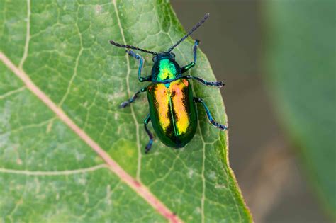 The Astonishing Capabilities of Beetles
