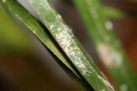 The Astonishing Discovery of Parasites on Palms