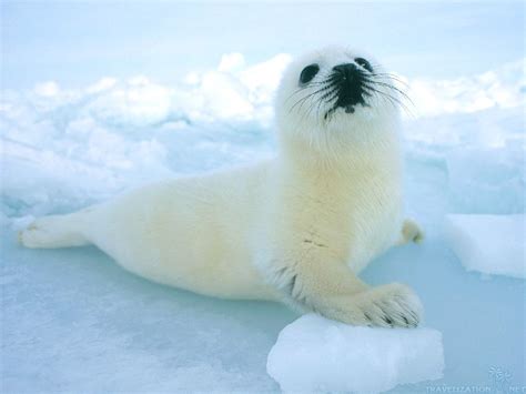 The Astonishing Parallels Between Pup Seals and Human Imaginings 