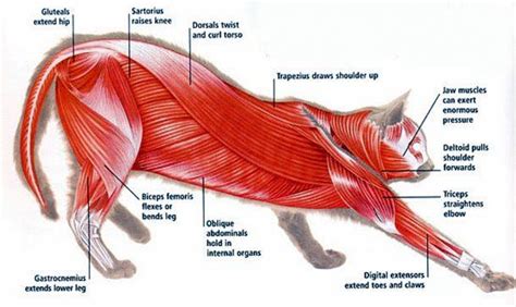 The Astonishing Power of a Feline's Leg Muscles