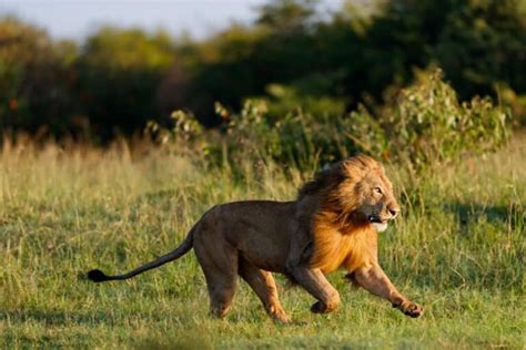 The Astonishing Speed and Agility of a Lion on the Hunt