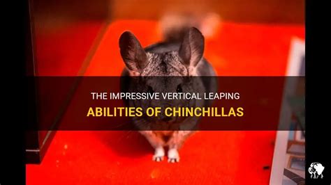 The Astounding Cognitive Abilities of Chinchillas: Exploring Their Impressive Problem-Solving Aptitude