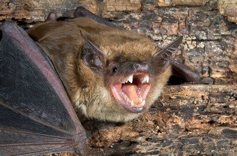 The Bat's Bite: A Metaphor for Metamorphosis