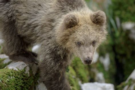 The Bear Cub's Aspirations: Exploring the Untamed Wilderness