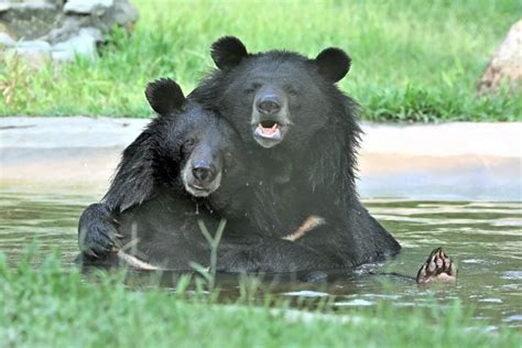 The Bear as a Guardian: Exploring the Dream's Connection to Protection and Security