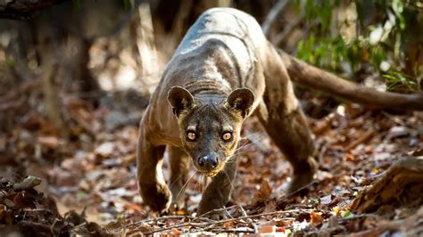 The Beast Unleashed: Describing the Enormous Carnivorous Cat