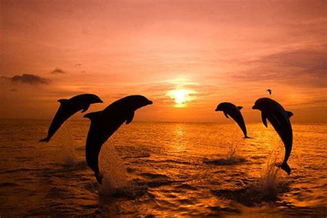 The Beauty of Nature: Witnessing a Dolphin's Elegance
