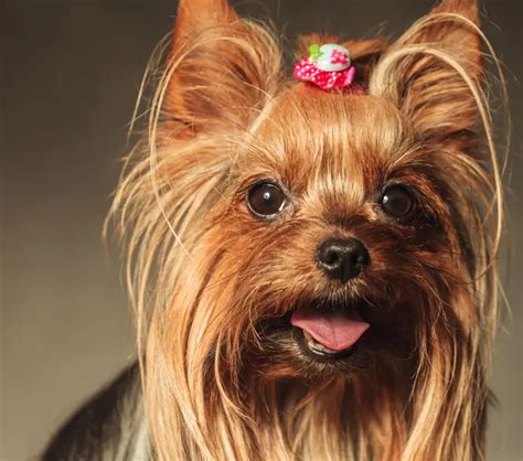 The Benefits and Hurdles of Owning a Yorkshire Terrier