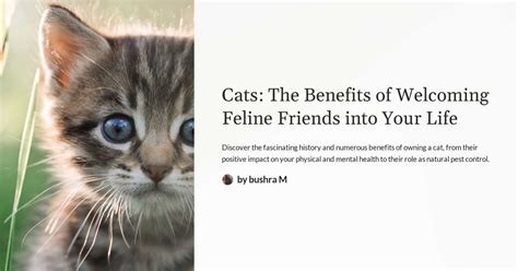 The Benefits of Welcoming a Feline Companion into Your Home