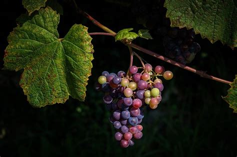 The Biblical References to Grapes: Wine and Spiritual Abundance