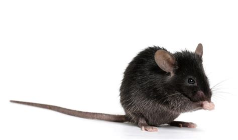 The Black Mouse as a Catalyst for Transformation and Change